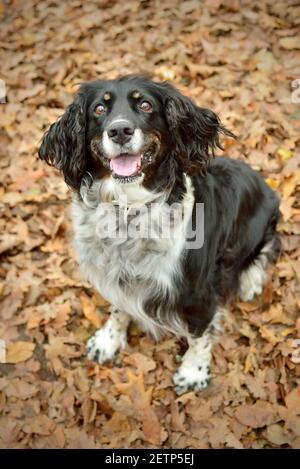 English Springer Spaniel sitting in Fall Leaves Stock Photo