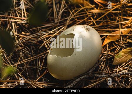 Broken bird egg on the forest floor, after a chick had abandoned it. Concept of home, abandonment or birth Stock Photo