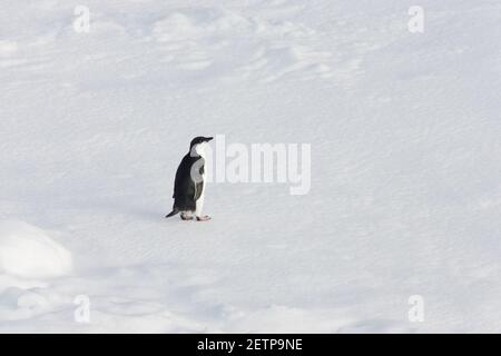 Adelie Penguin on Iceberg Pygoscelis adeliae Weddell Sea Antarctica Stock Photo