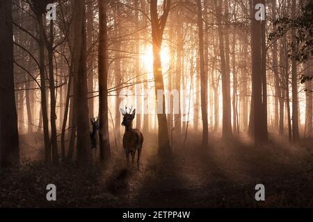 Young deer in a sunrise and misty winter forest. Natural woodland dawn landscape in Norfolk England. Dark shadows and golden morning sun Stock Photo