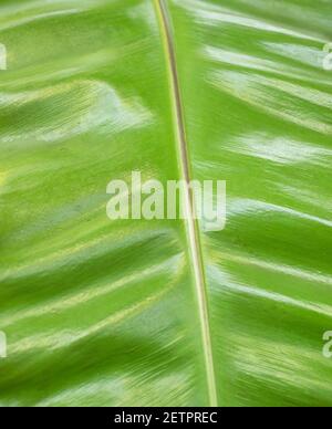 Close up with a leaf of Asplenium nidus also known asbird's-nest fern plant Stock Photo