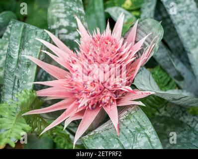 Close up with the pink flower of Aechmea fasciata plant also known as silver vase or urn plant. Plant from Bromeliaceae family native to Brazil Stock Photo
