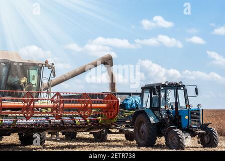 combine harvester harvests in the field, puts the grain on the tractor trailer Stock Photo