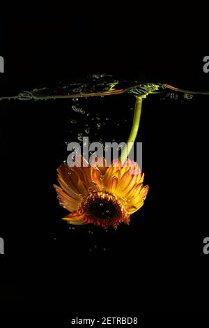 Yellow orange flower gerbera daisy in water splash with bubbles, black background. Stock Photo