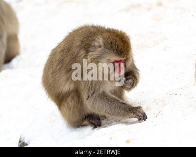 A Japanese macaque, Macaca fuscata, foraging for food scattered by staff at Jigokudani Monkey Park in Nagano Prefecture, Japan. Stock Photo