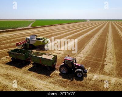Bird's eyes view from flying drone of the harvester machine and tractor with two trailers working in the wheat field on a sunny day. Stock Photo