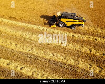 Bird's eyes view from flying drone of combine harvester machine while working in the wheat field on a sunny day. Stock Photo