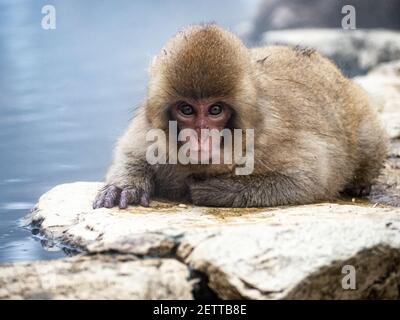 A Japanese macaque or snow monkey, Macaca fuscata, sits on the rocks beside the hot springs in Jigokudani Monkey Park, Nagano Prefecture, Japan. Stock Photo