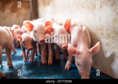 Ecological pigs and piglets at the domestic farm, Pigs at factory Stock Photo