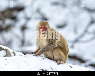 A Japanese macaque or snow monkey, Macaca fuscata, sits in the snow while foraging for food beside the hot springs in Jigokudani Monkey Park, Nagano P Stock Photo