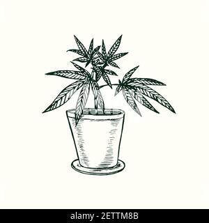 cannabis pencil drawings