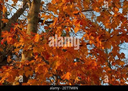 Tree filled with colorful fall maple leaves in the early morning light. Stock Photo