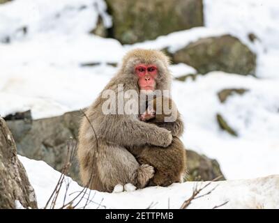 A mother and child Japanese macaque or snow monkey, Macaca fuscata, sits on the rocks beside the hot springs in Jigokudani Monkey Park, Nagano Prefect Stock Photo