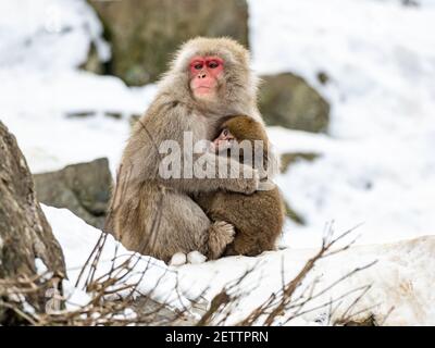 A mother and child Japanese macaque or snow monkey, Macaca fuscata, sits on the rocks beside the hot springs in Jigokudani Monkey Park, Nagano Prefect Stock Photo
