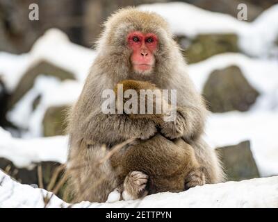 A mother and child Japanese macaque or snow monkey, Macaca fuscata, sits on the rocks beside the hot springs in Jigokudani Monkey Park, Nagano Prefect Stock Photo