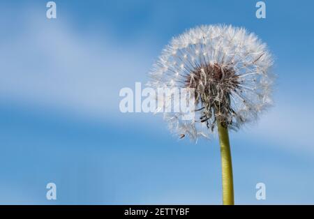 Dandelion blow flower on a blue sky background Stock Photo