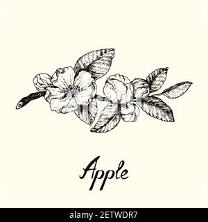 Apple With Leaves Outline Simple Doodle Drawing With Inscription Gravure Style Stock Photo Alamy