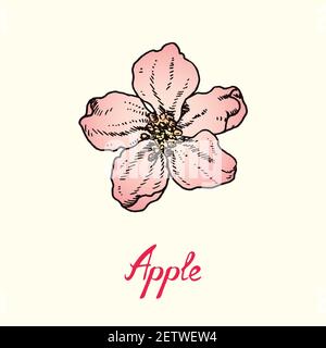 Twig With Soft Pink Apple Blossom And Leaves Drawing With Inscription Colorful Gravure Style Stock Photo Alamy