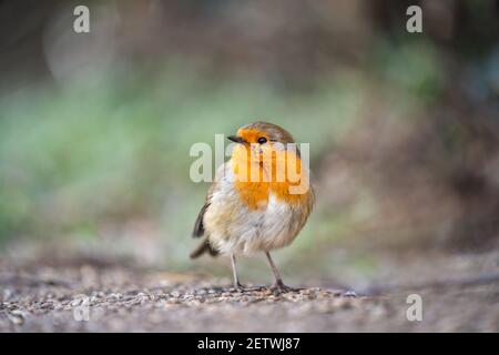 Small bright coloured cute robin redbreast wild small bird standing in countryside and out of focus trees green background with shallow depth of field Stock Photo