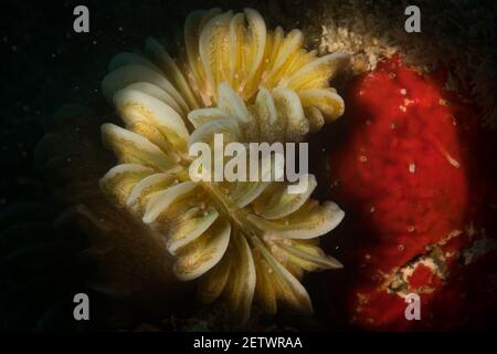 Smooth flower coral (Eusmilia fastigiata) decorates the reef off the island of Sint Maarten, Dutch Caribbean Stock Photo