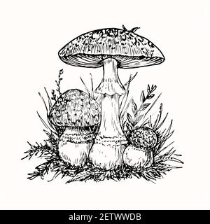 Fly agaric or amanita mushrooms group growing in grass, doodle black ink drawing, woodcut style Stock Photo
