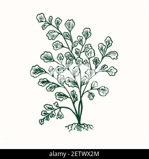 Adiantum capillus-veneris, Southern maidenhair fern, black maidenhair or venus hair fern, doodle black ink drawing, woodcut style Stock Photo