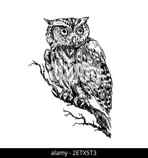 The western screech owl (Megascops kennicottii) sitting on branch,, doodle black ink drawing, woodcut style Stock Photo