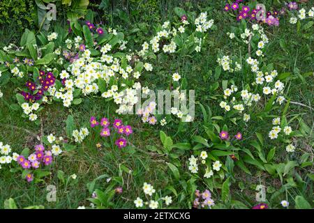 Assorted species of primroses growing on a roadside verge in Gloucestershire, UK Stock Photo