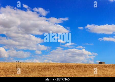 RURAL LANDSCAPE SUMMER. Between Apulia and Basilicata: cereal field. ITALY Stock Photo