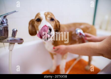 Young adorable white and brown licking his nose while being washed in an animal saloon. Stock Photo