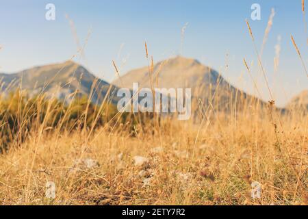 Yellow spikelets of grass with mountains in background. Panoramic landscape in sunset light and blue sky. Sunny day Stock Photo