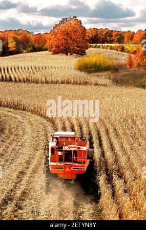 Harvesting corn during fall color season near Cadillac Michigan MI Stock Photo