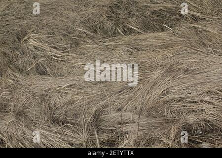 Pastel silver rough dry hay straws pattern texture background. Stock Photo