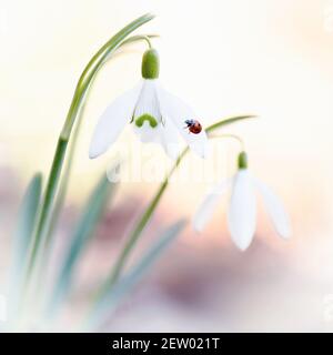 A pretty close up of pair of  common snowdrops - galanthus nivalis with a ladybug or ladybird resting on a snowdrop petal, bright blurred background. Stock Photo