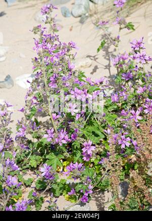 Common Mallow growing on the beach at Morfa Conwy Conwy Snowdonia North Wales Stock Photo