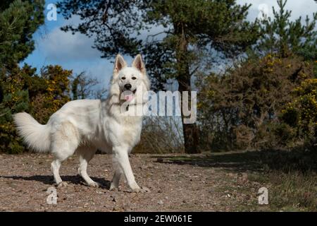 White Shepherd dog Stock Photo
