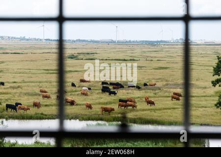 View of cattle grazing from off-grid farmhouse in Elmley nature reserve, Sheppey Stock Photo