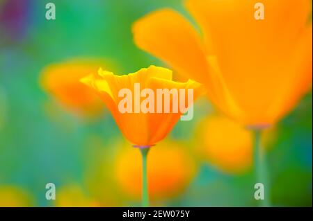 A vibrant, close up of orange Californian poppies with one flower focused in the centre and a large out of focus or blurred poppy in the background. Stock Photo