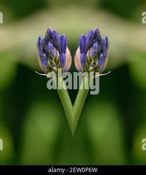 Agapanthus campanulata 'Purple Cloud' an ornamental plant with violet-purple buds on an abstract composition. Stock Photo