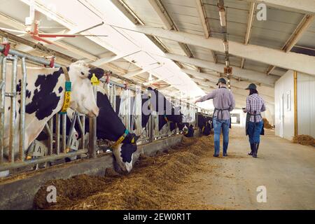 Two modern farm workers in overalls walk by a row of cows in a barn and inspect them. Stock Photo
