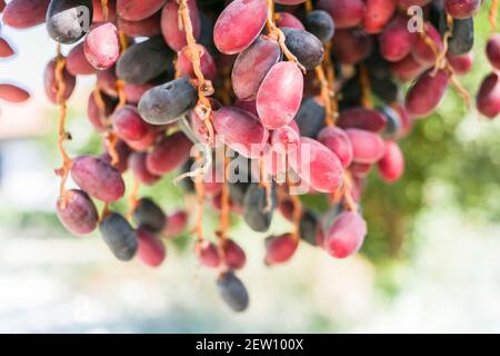 Mediterranean dates growing on a palm tree in Cyprus. They are ripe and ready to eat. Stock Photo