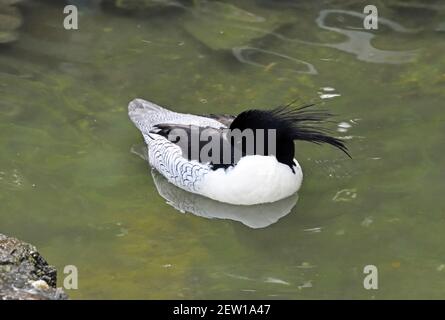 A male Scaly-sided Merganser (Mergus squamatus) asleep on a small lake in Southern England Stock Photo