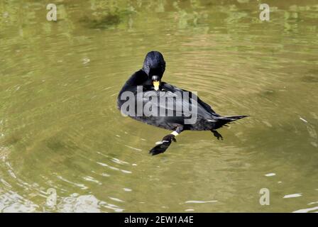 A Male Common or Black Scoter (Melanitta nigra) preening himself on a shallow lake in Southern England Stock Photo