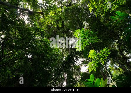 Looking up towards the canopy from the interior of the Atlantic Rainforest of SE Brazil Stock Photo