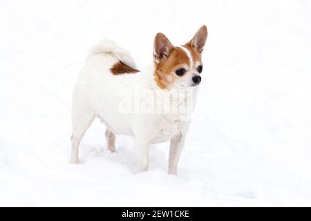 Chihuahua dog stands in the snow. High quality photo Stock Photo