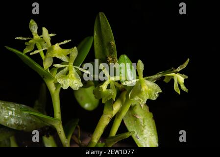 A wild orchid from the Atlantic Rainforest of SE Brazil Stock Photo