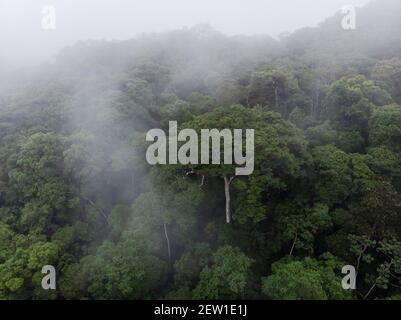 A giant Jatobá Tree (Hymanaea courbaril) stands out in the misty primary Atlantic Rainforest of SE Brazil Stock Photo