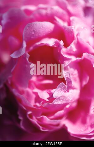 Close-up of delicate pink flower petals of peony, sensuality andd femininity concept, spring flowers, selective focus Stock Photo