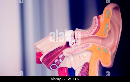 Hearing ear medical teaching model. Stock Photo