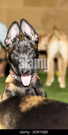 A cute Belgian Malinois  puppy with his ears pointing up and a Labrador puppy in the background Stock Photo